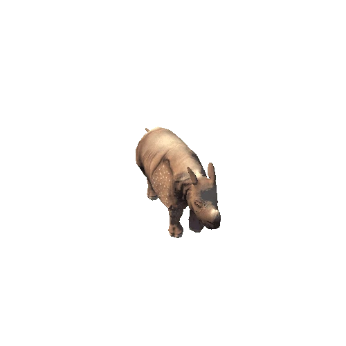 Rhinoceros Unicornis Variation-1